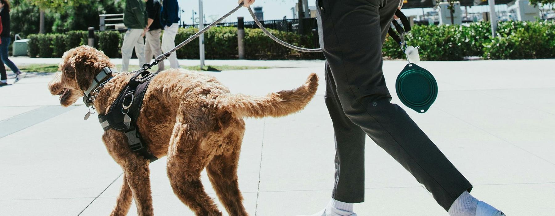 A dog being walked by a person in a park